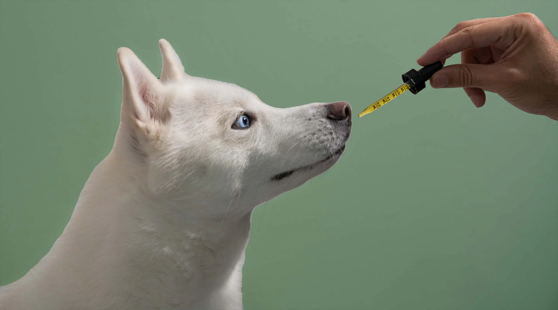 The Best CBD Supplements for Boosting Your Dog's Overall Wellness